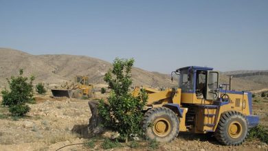قلع و قمع درختان غیر مجاز در اراضی ملی